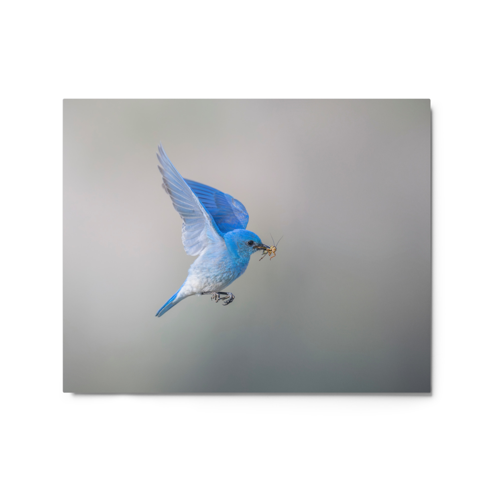 Mountain Bluebird with prey! Metal prints - Image 4