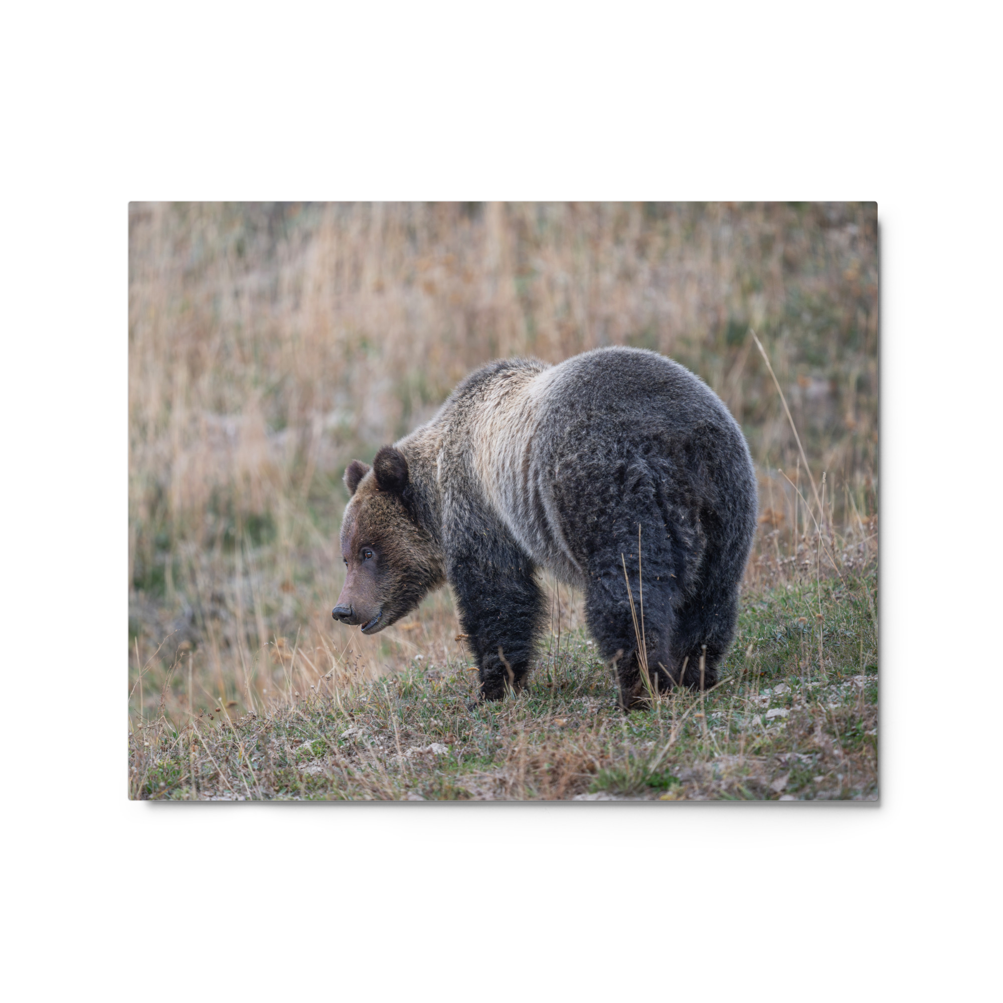Grizzly of yellowstone! Metal prints - Image 4