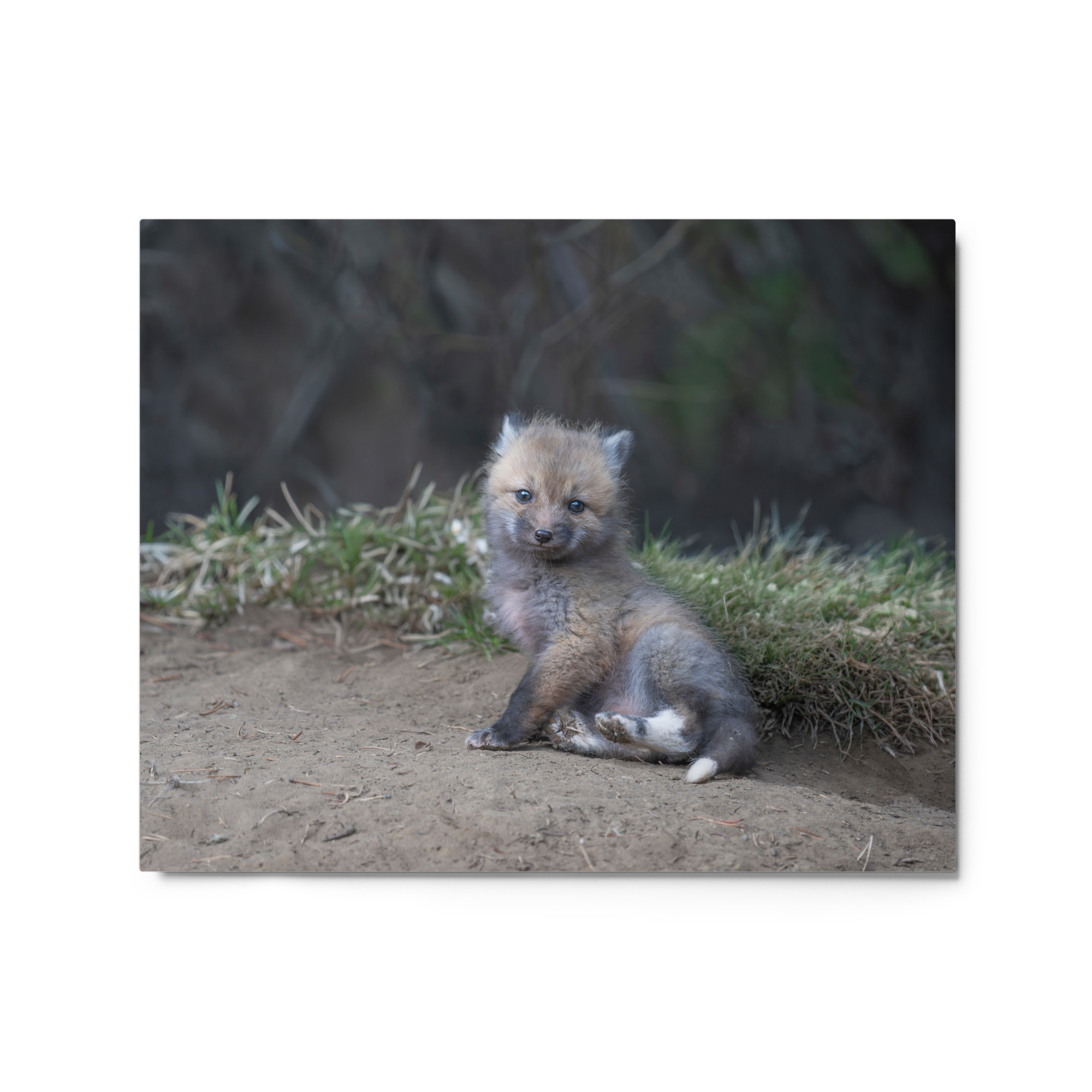 Guarding Den Baby Red fox! Metal prints - Image 4