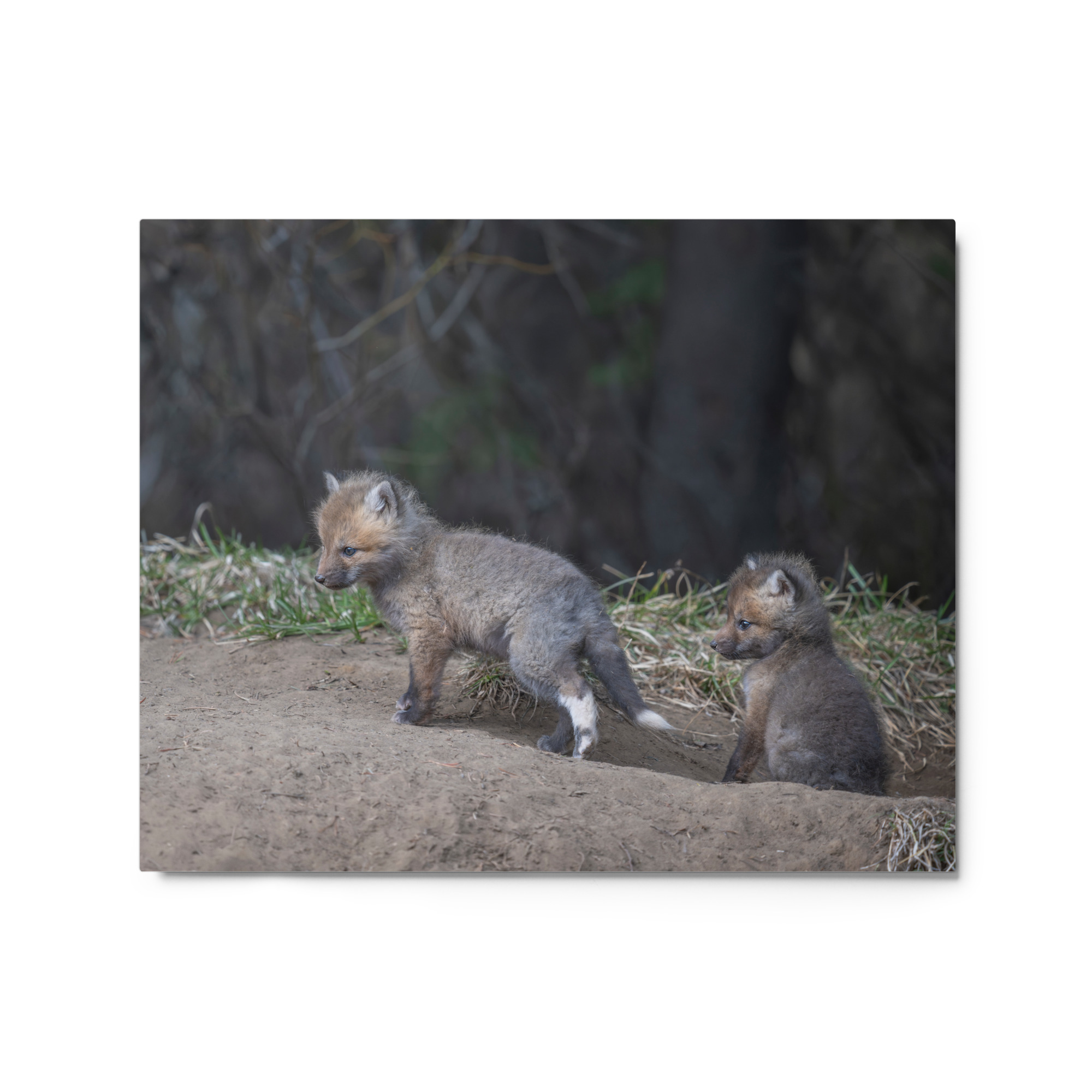 Play Time Baby Red fox! Metal prints - Image 4