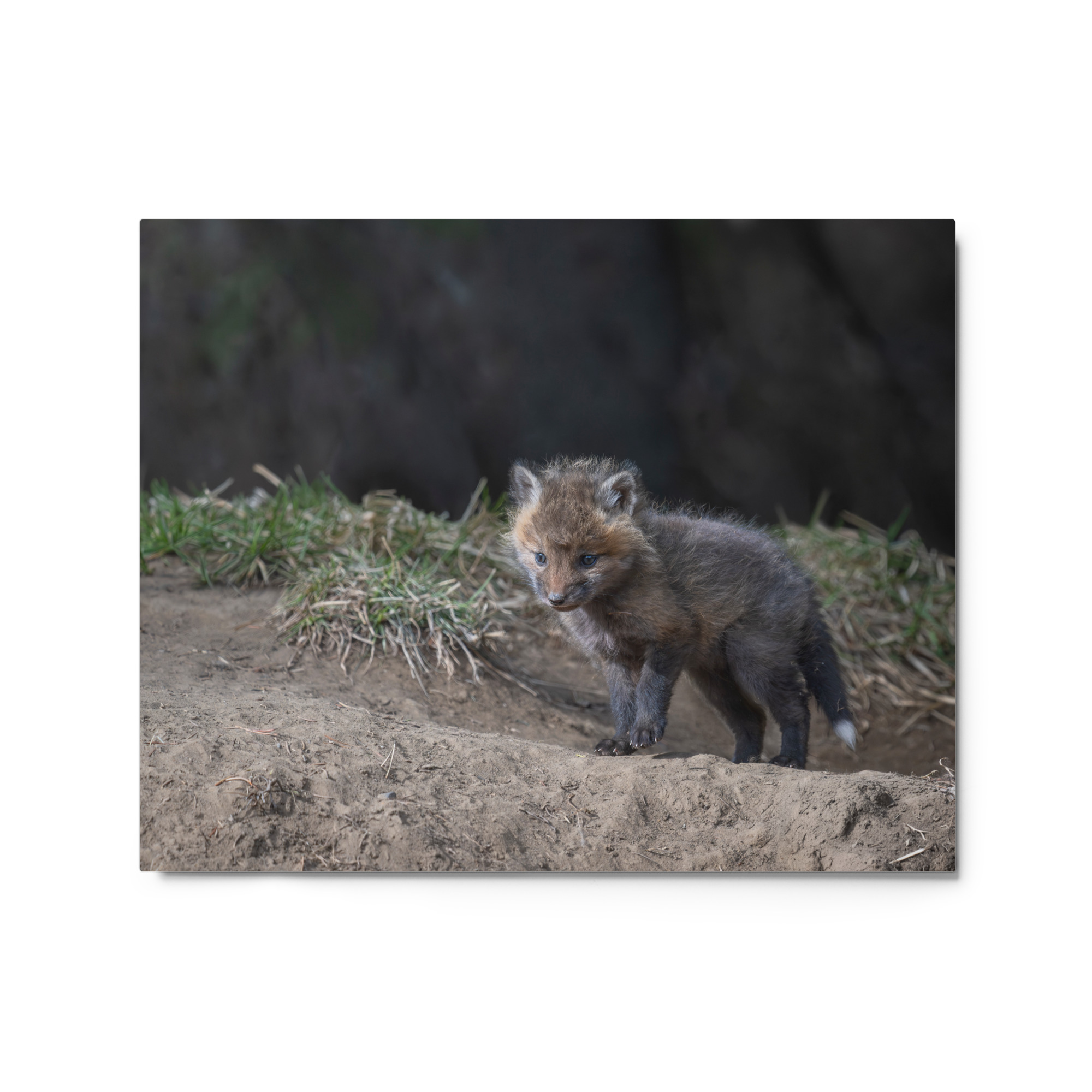 Just checking Baby Red fox! Metal prints - Image 4
