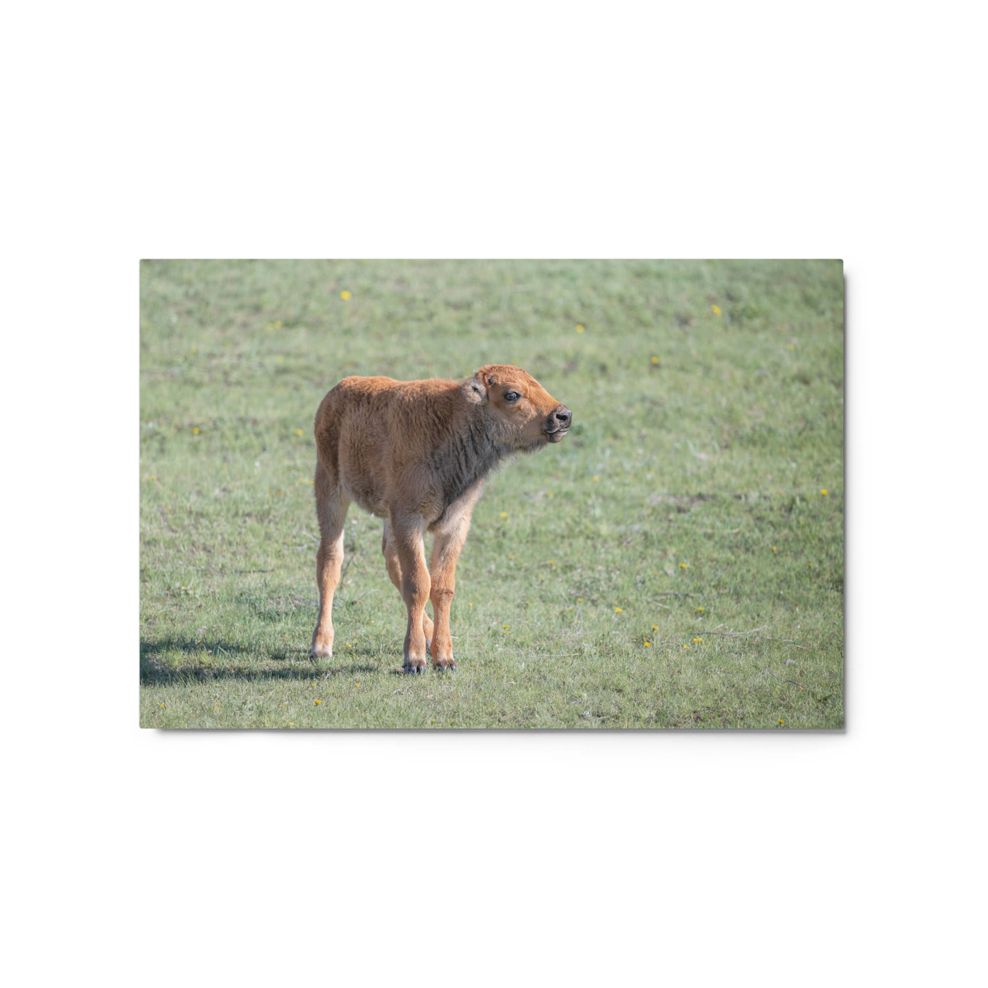 Baby Bison! Metal prints - Image 5