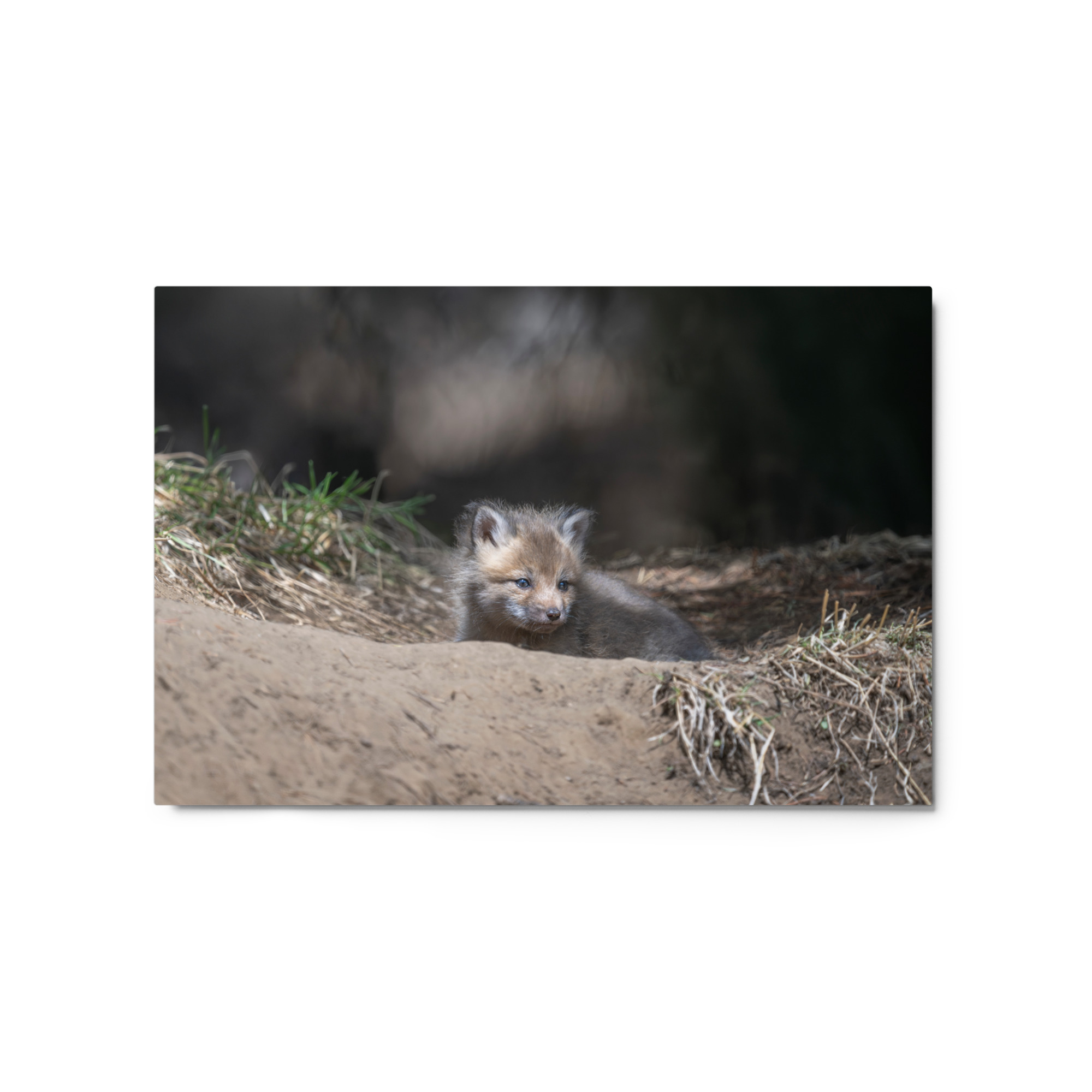 Baby Red fox waiting for Mom! Metal prints - Image 5