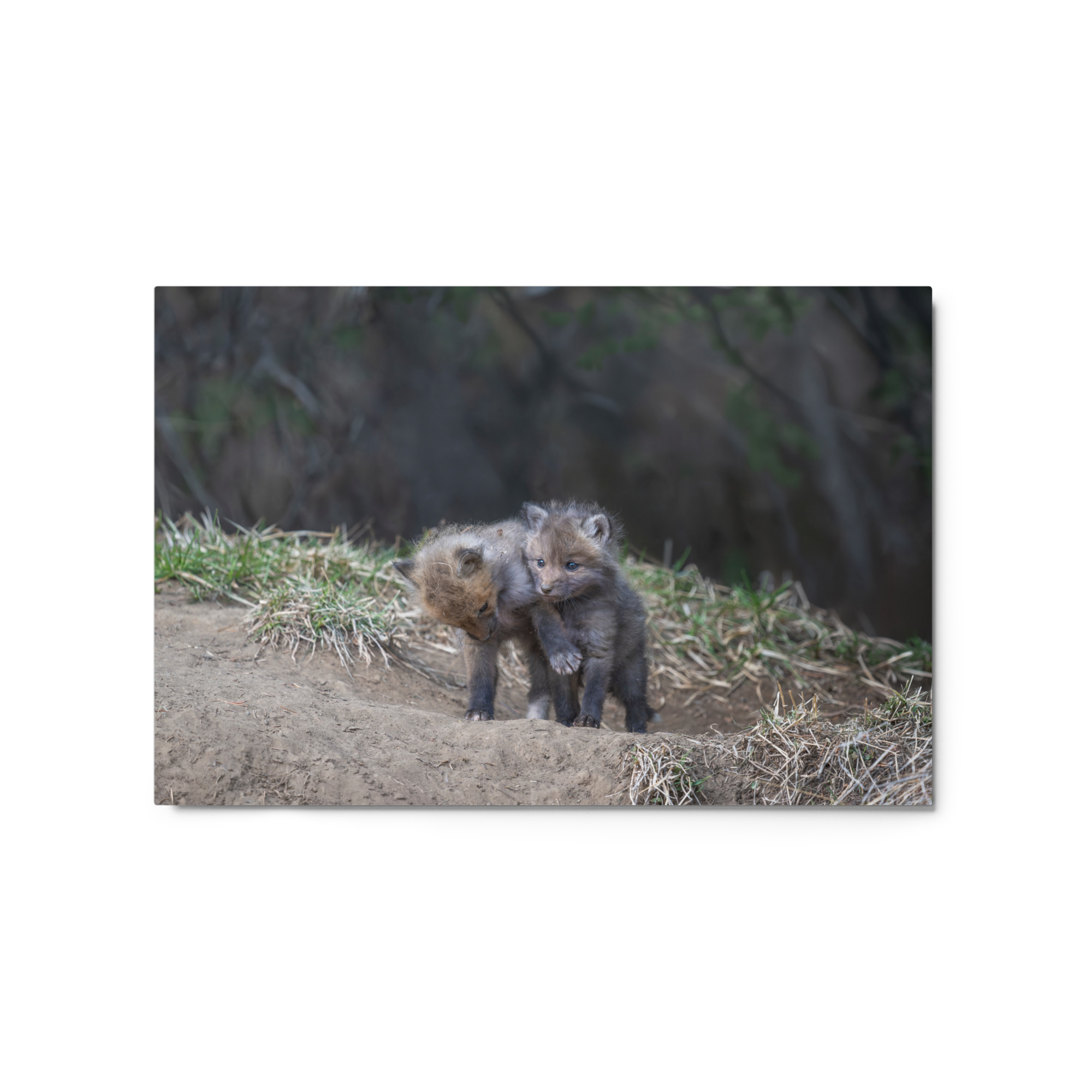 Brothers in Arms Red fox kits! Metal prints - Image 5