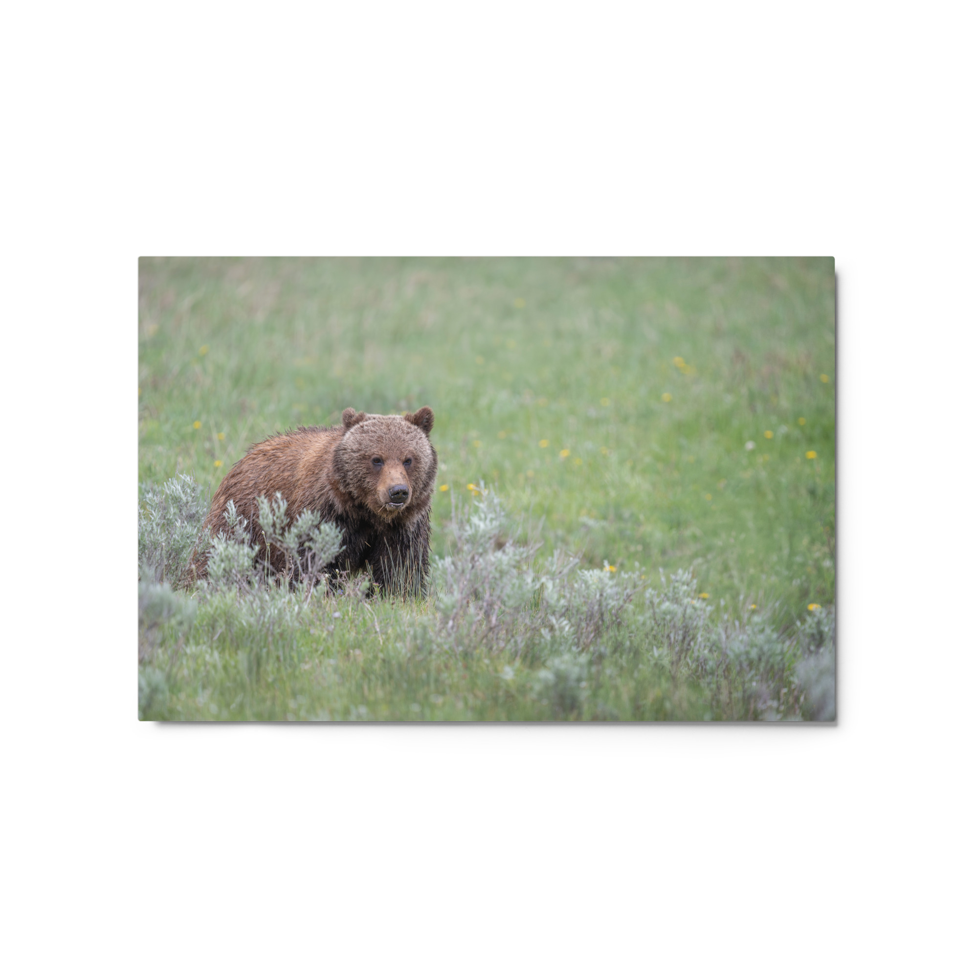 Hungry Grizzly in a Meadow! Metal prints - Image 5