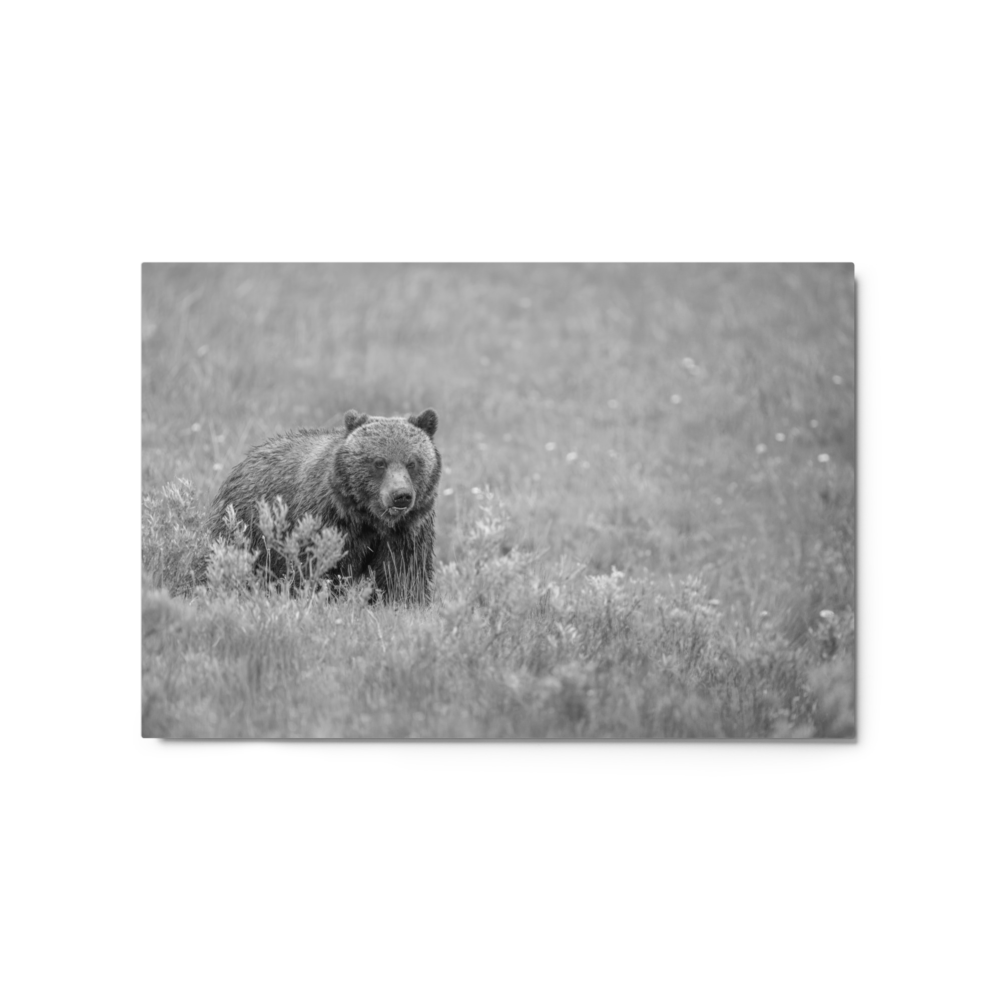 Hungry Grizzly in a Meadow! Monochrome Metal prints - Image 5