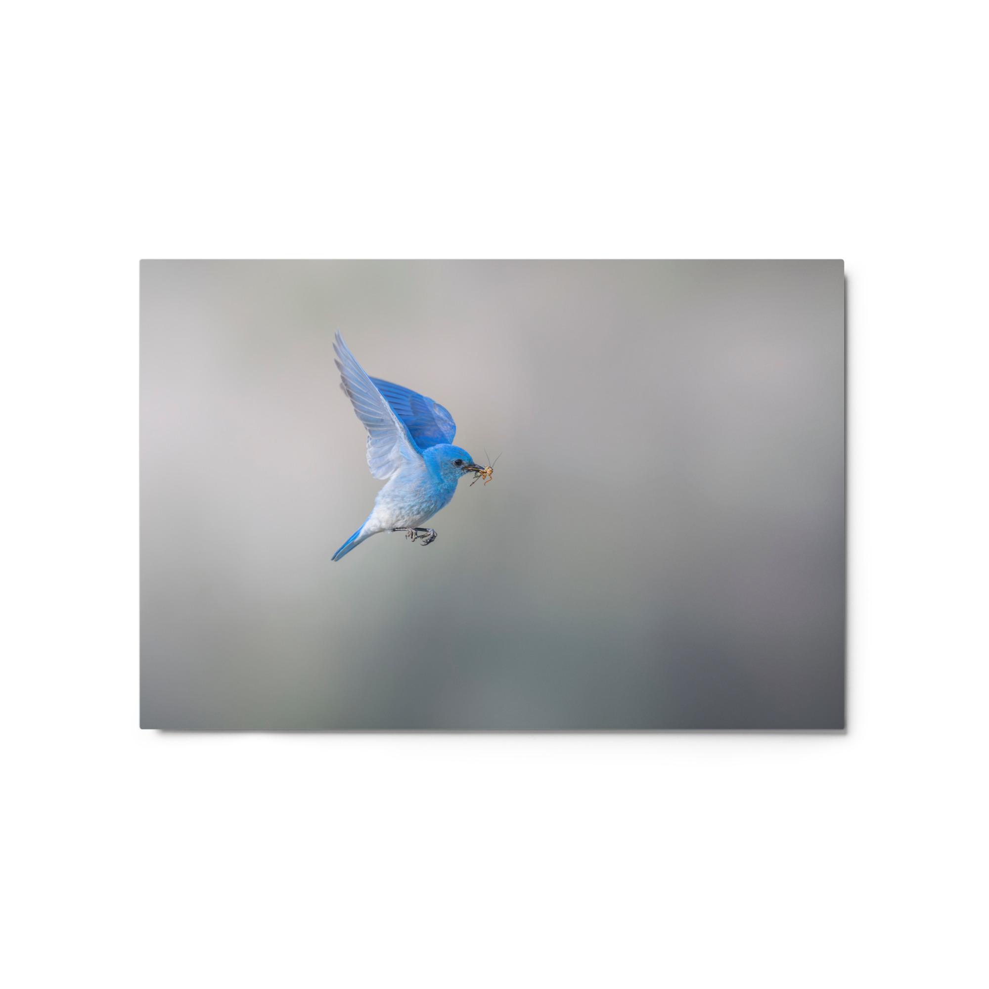 Mountain Bluebird with prey! Metal prints - Image 5