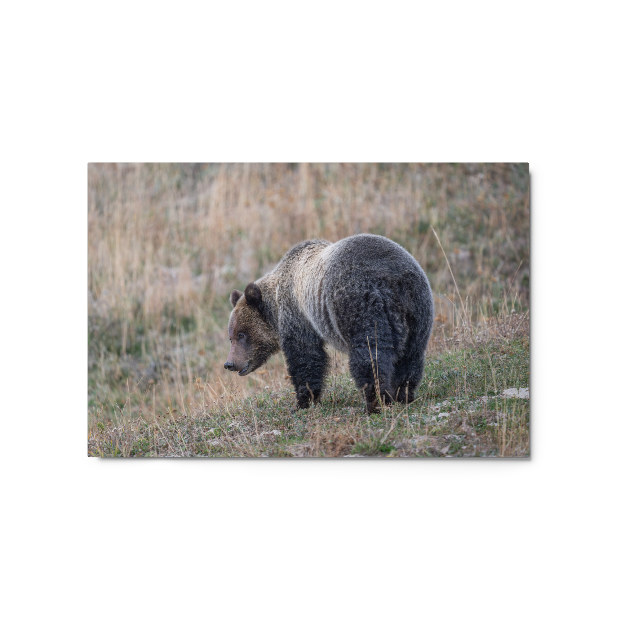 Grizzly of yellowstone! Metal prints - Image 5