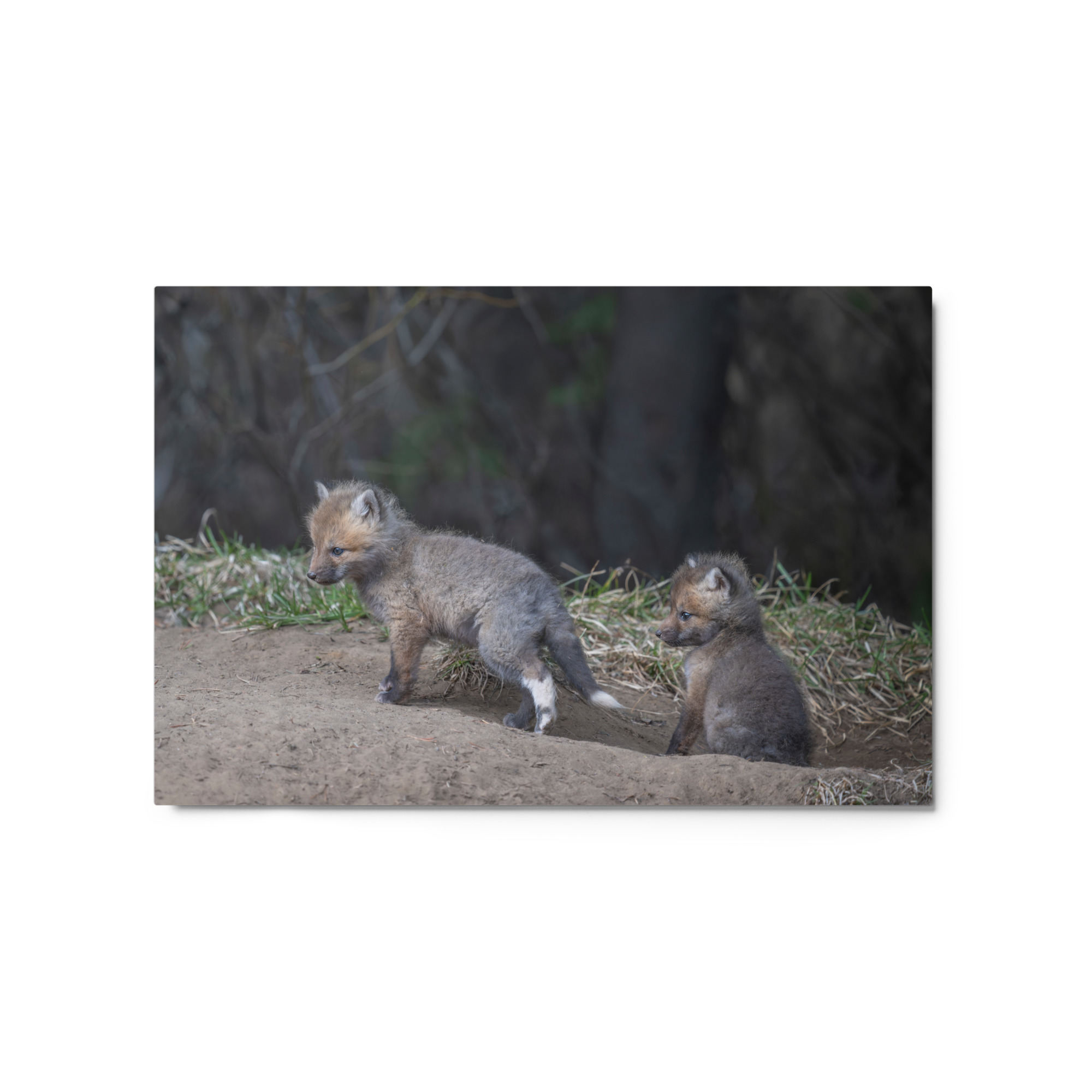 Play Time Baby Red fox! Metal prints - Image 5