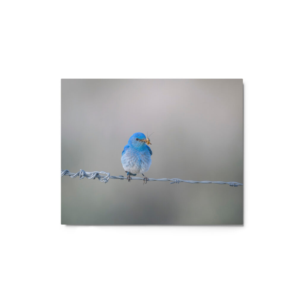 Mountain Blue Bird! Metal prints