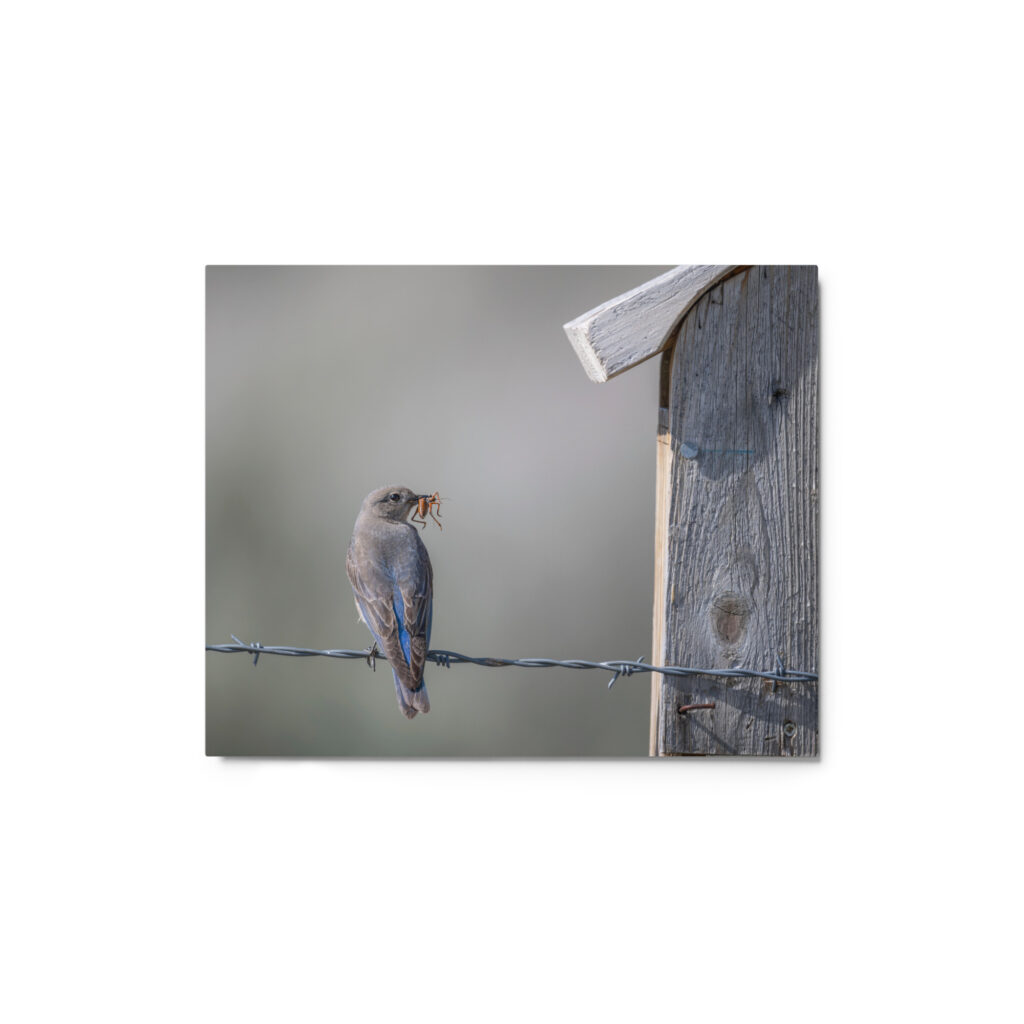 Mama Mountain bluebird with food! Metal prints