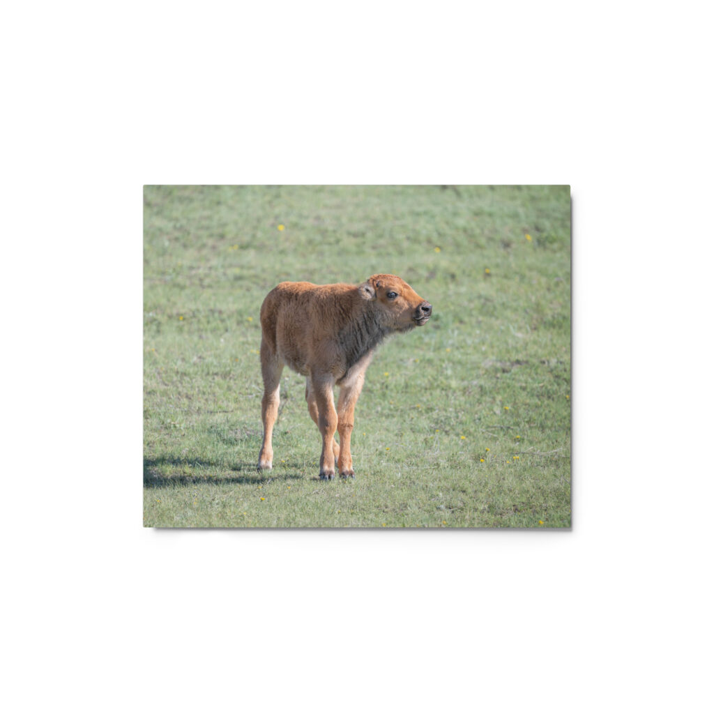 Baby Bison! Metal prints