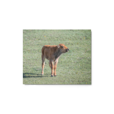Baby Bison! Metal prints