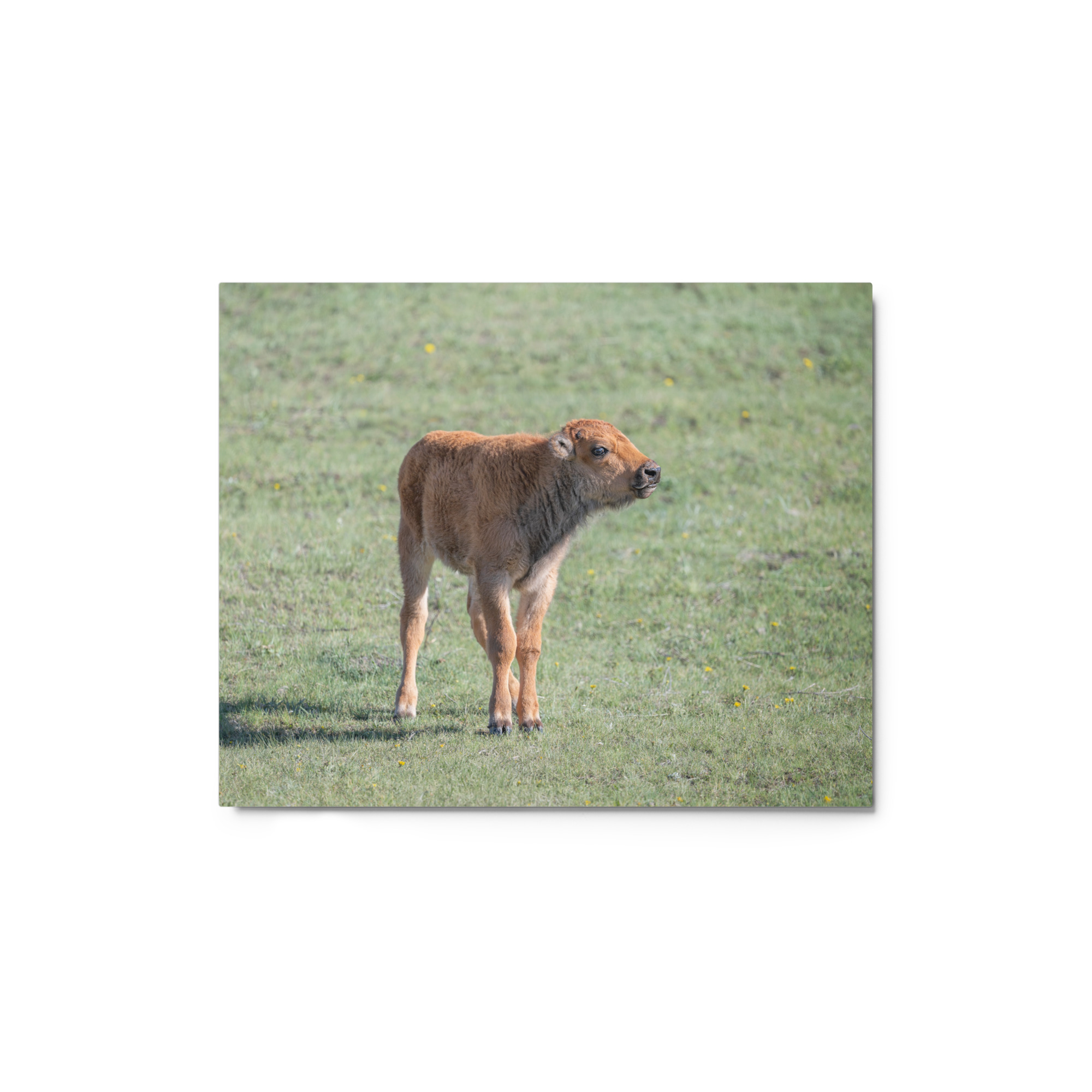 Baby Bison! Metal prints