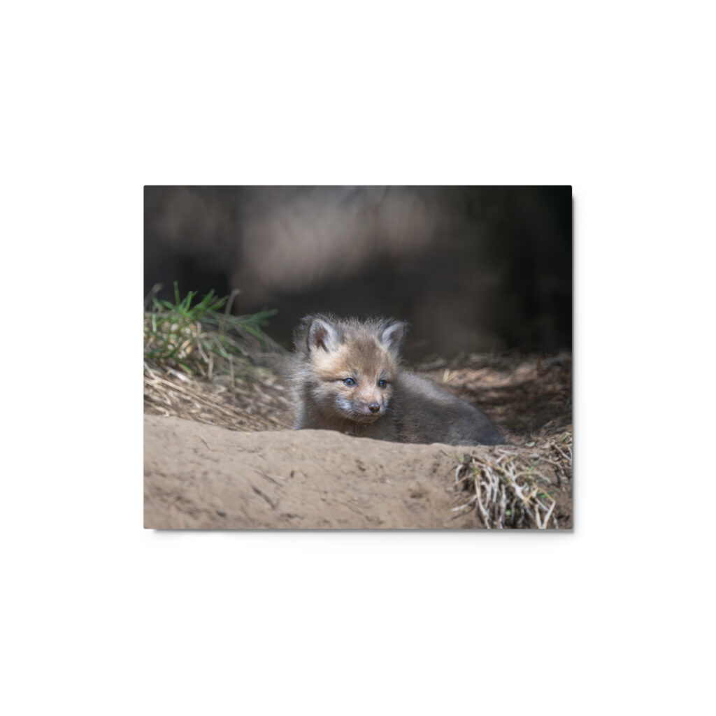 Baby Red fox waiting for Mom! Metal prints