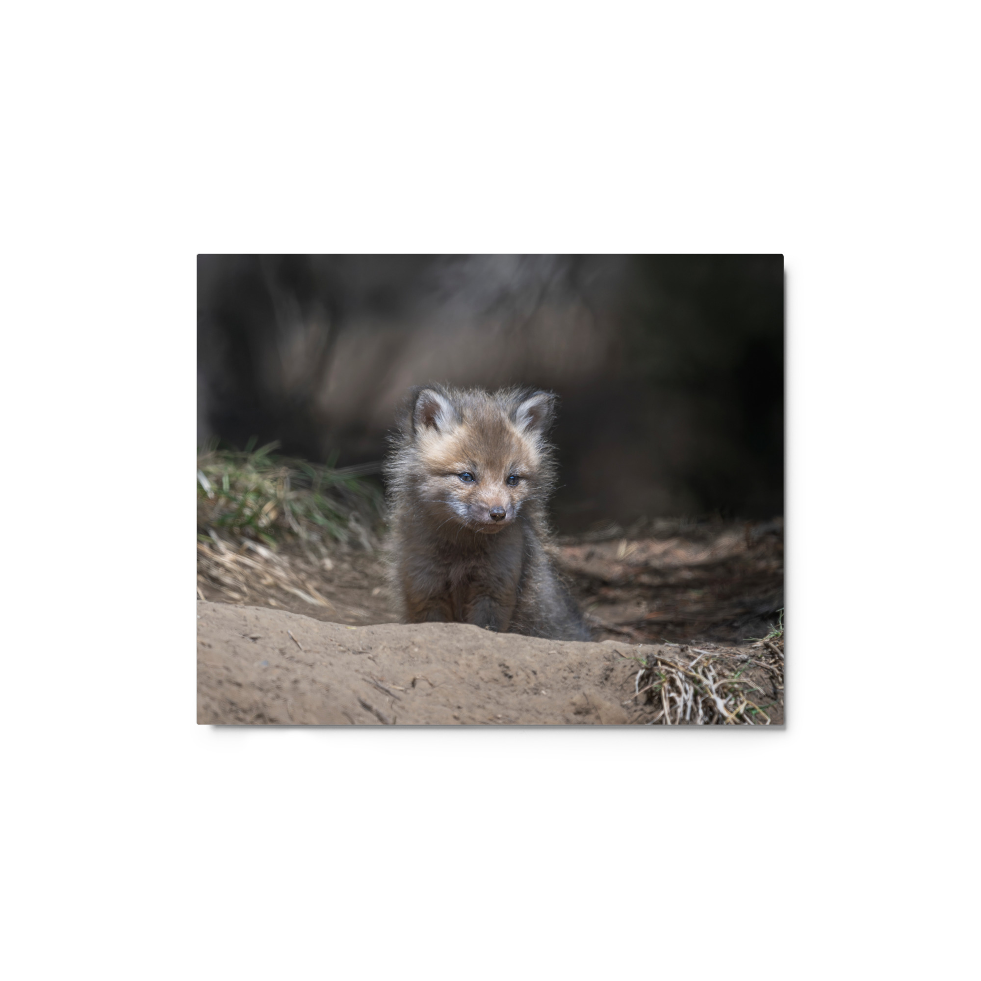 Contemplation in Progress! Metal prints