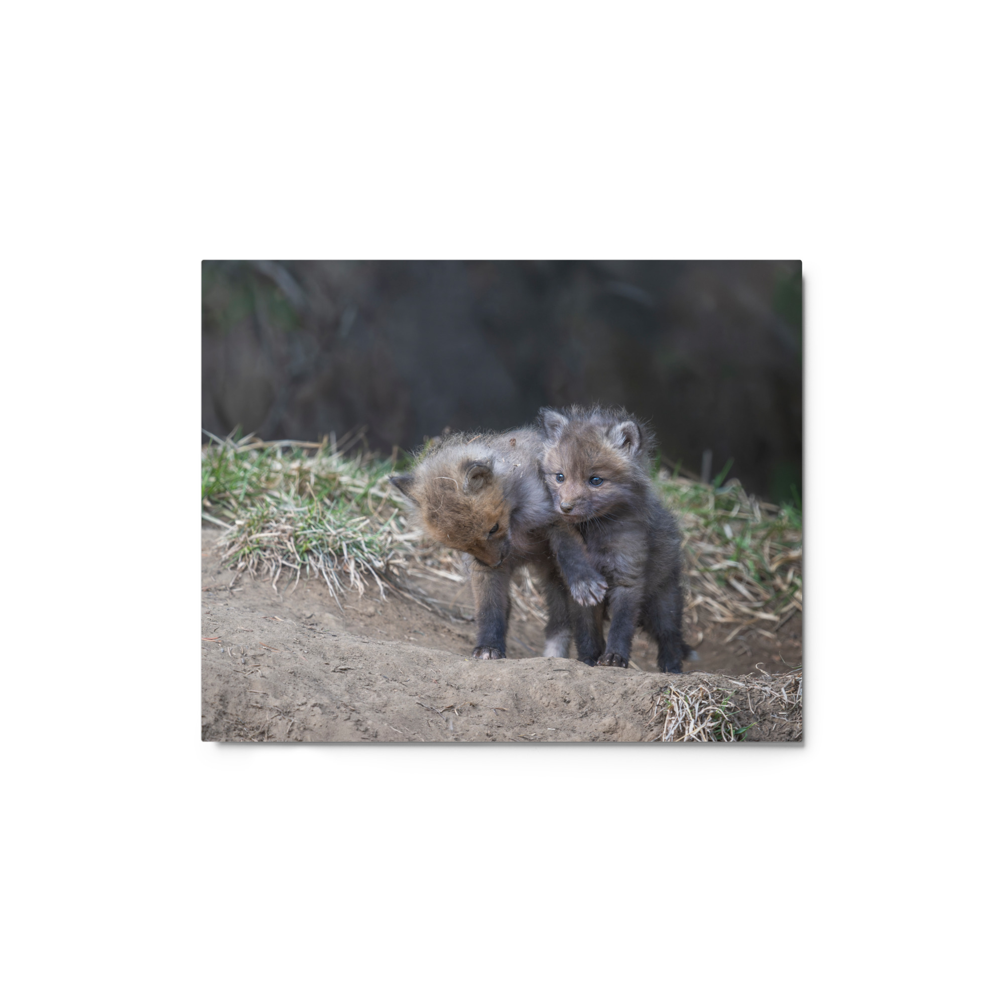 Brothers in Arms Red fox kits! Metal prints