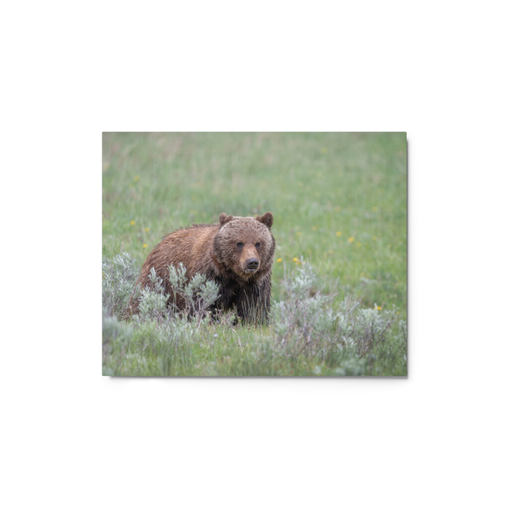 Hungry Grizzly in a Meadow! Metal prints