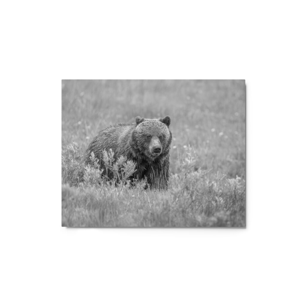 Hungry Grizzly in a Meadow! Monochrome Metal prints