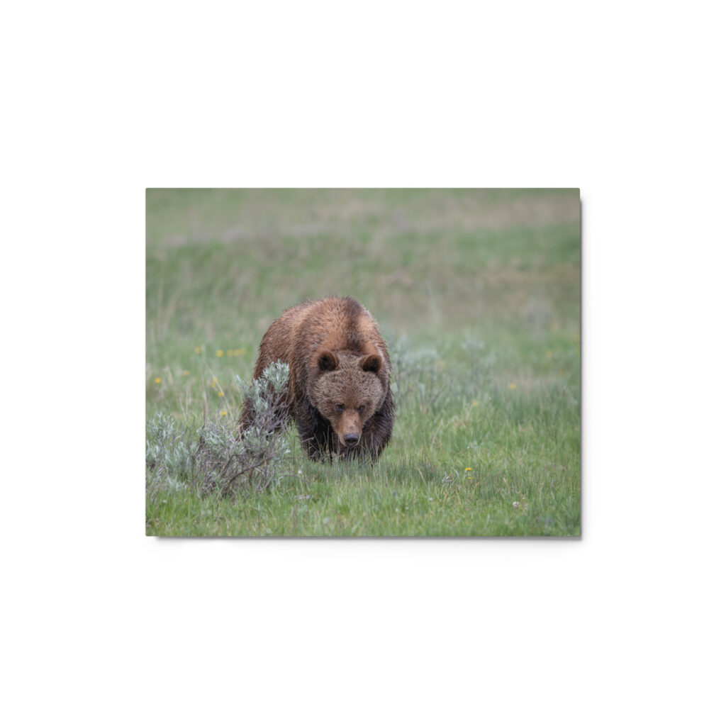 Grizzly Watching! Metal prints