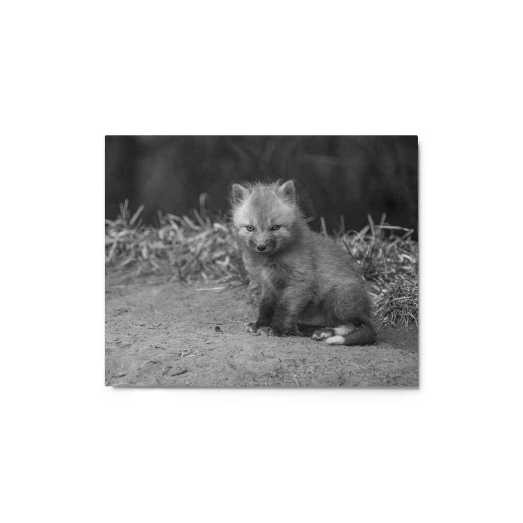 Sharp gaze baby red fox (Monochrome)! Metal prints