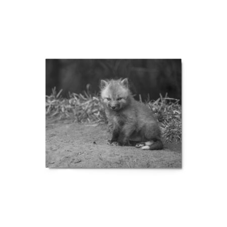 Sharp gaze baby red fox (Monochrome)! Metal prints