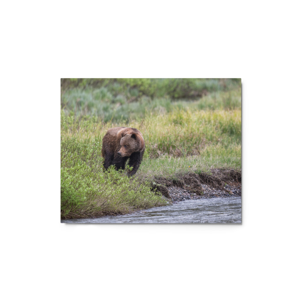 Grizzly getting read! Metal prints