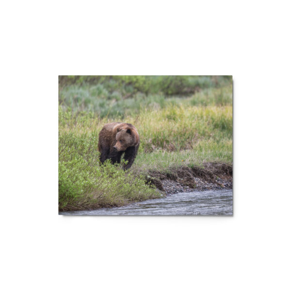 Grizzly getting read! Metal prints