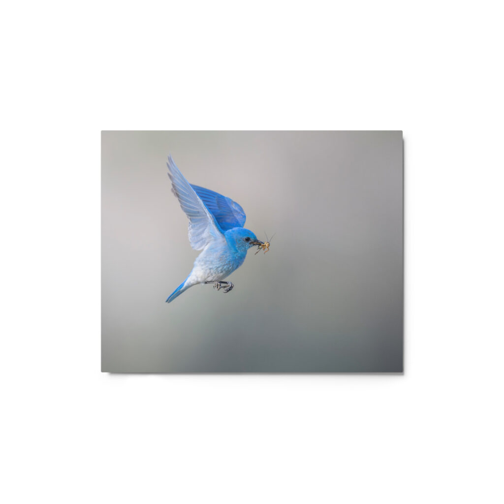 Mountain Bluebird with prey! Metal prints