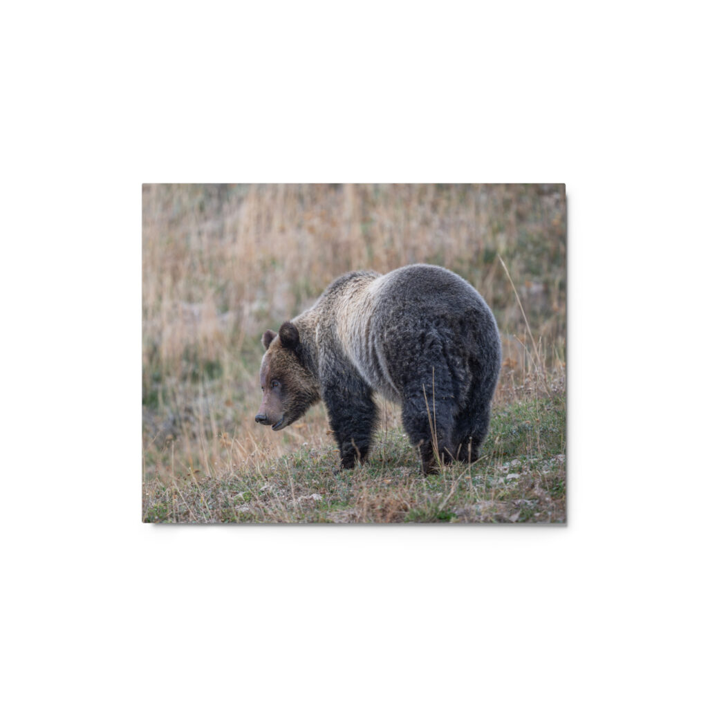 Grizzly of yellowstone! Metal prints