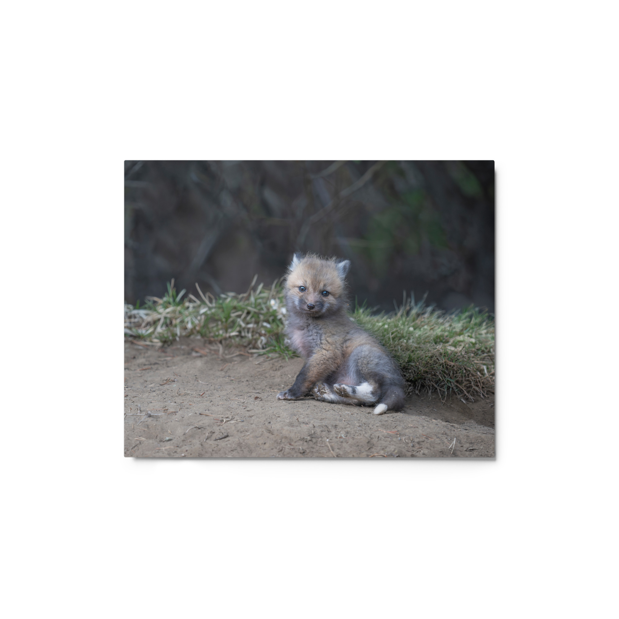 Guarding Den Baby Red fox! Metal prints