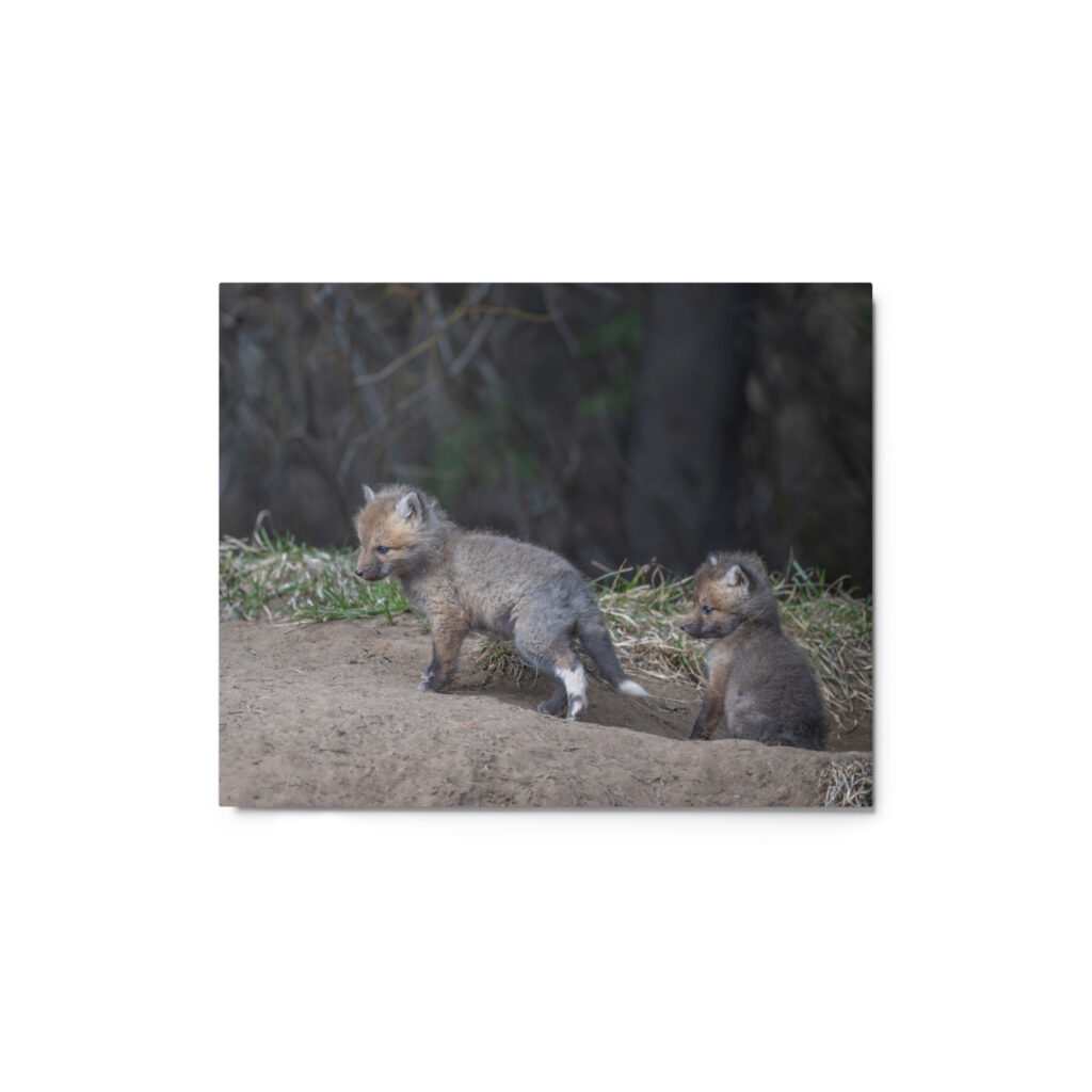 Play Time Baby Red fox! Metal prints