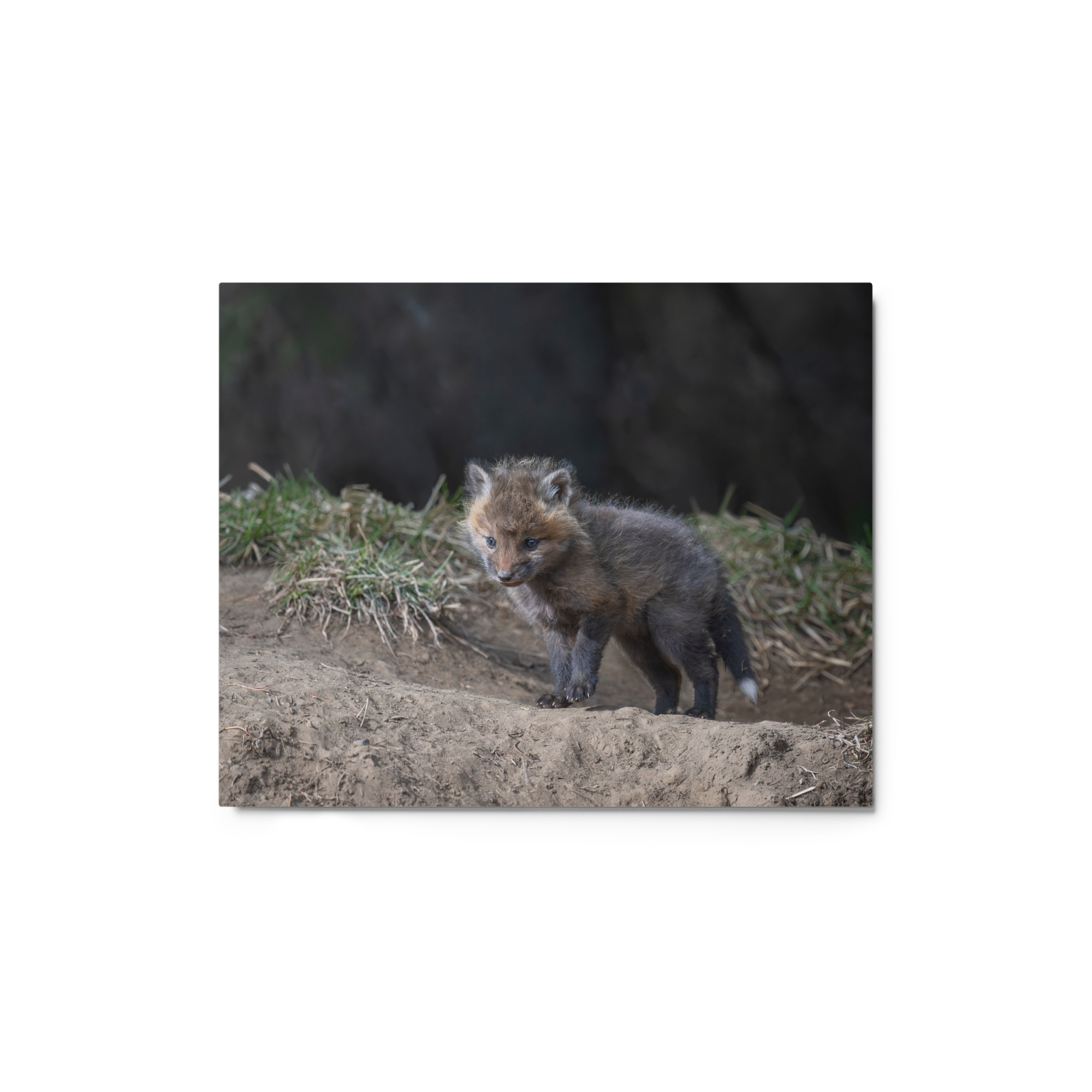 Just checking Baby Red fox! Metal prints