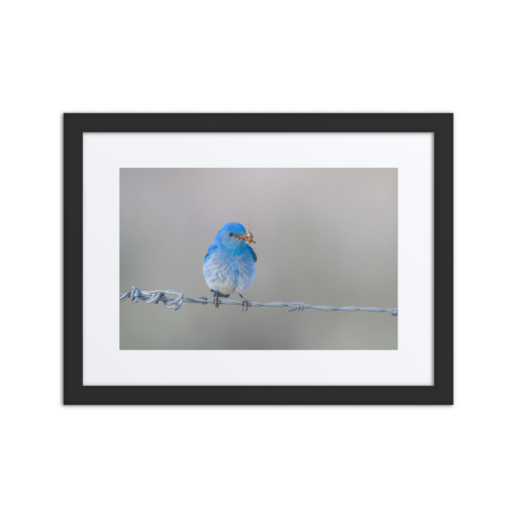 Mountain Blue Bird! Framed poster
