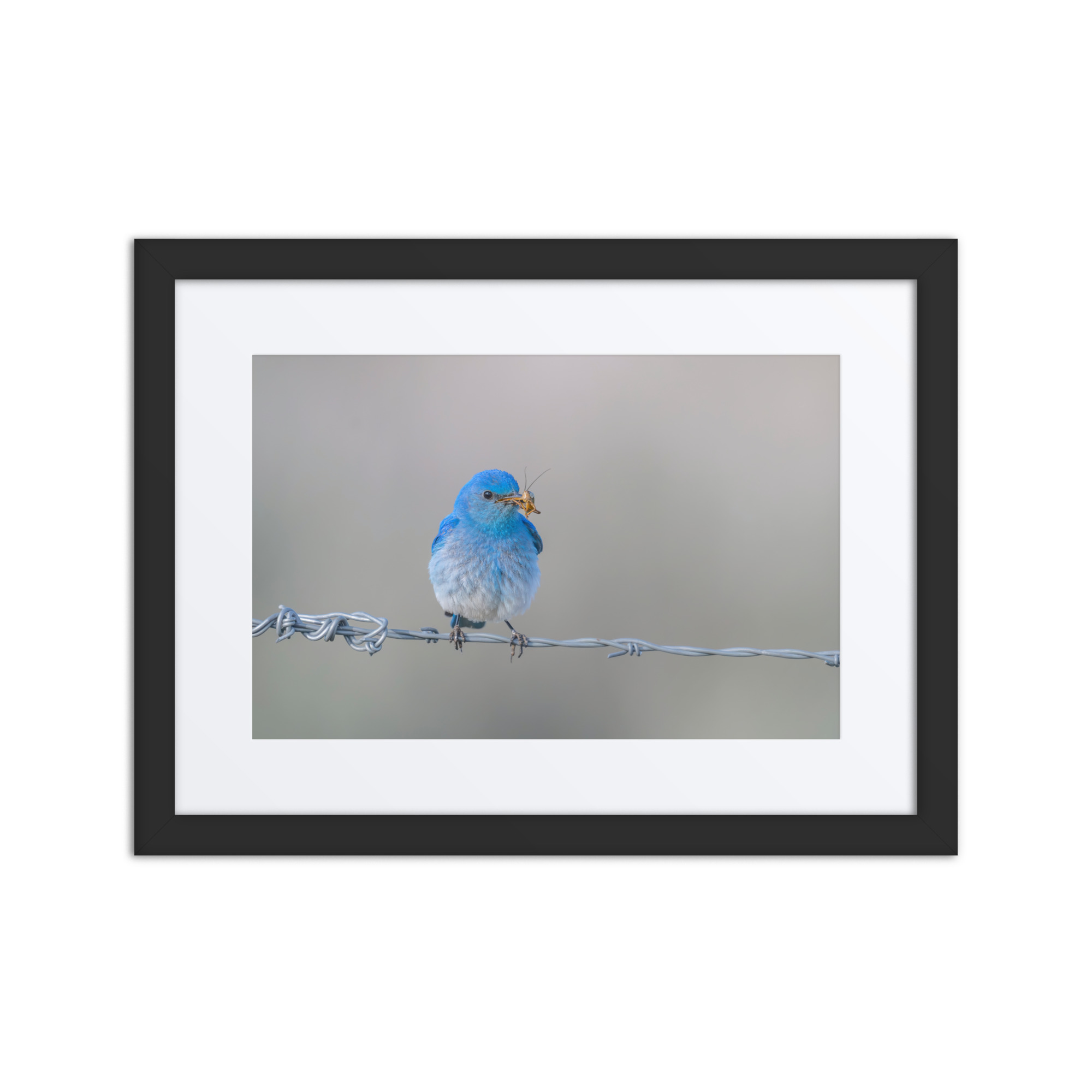 Mountain Blue Bird! Framed poster