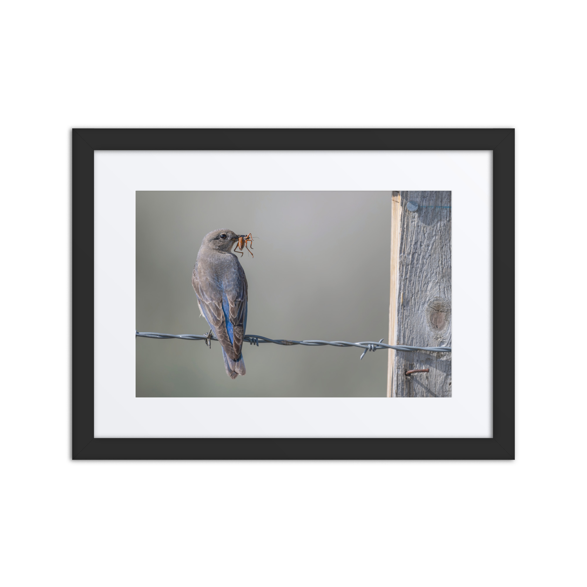 Mama Mountain bluebird with food! Framed mat poster