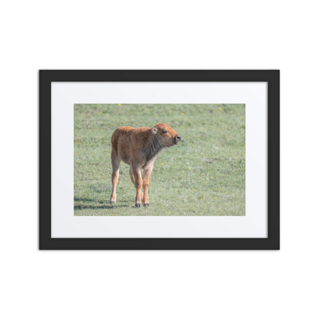 Baby Bison! Framed poster