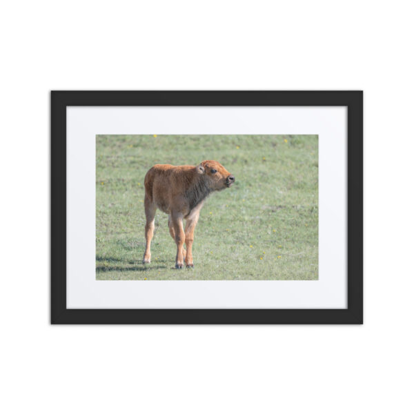 Baby Bison! Framed poster
