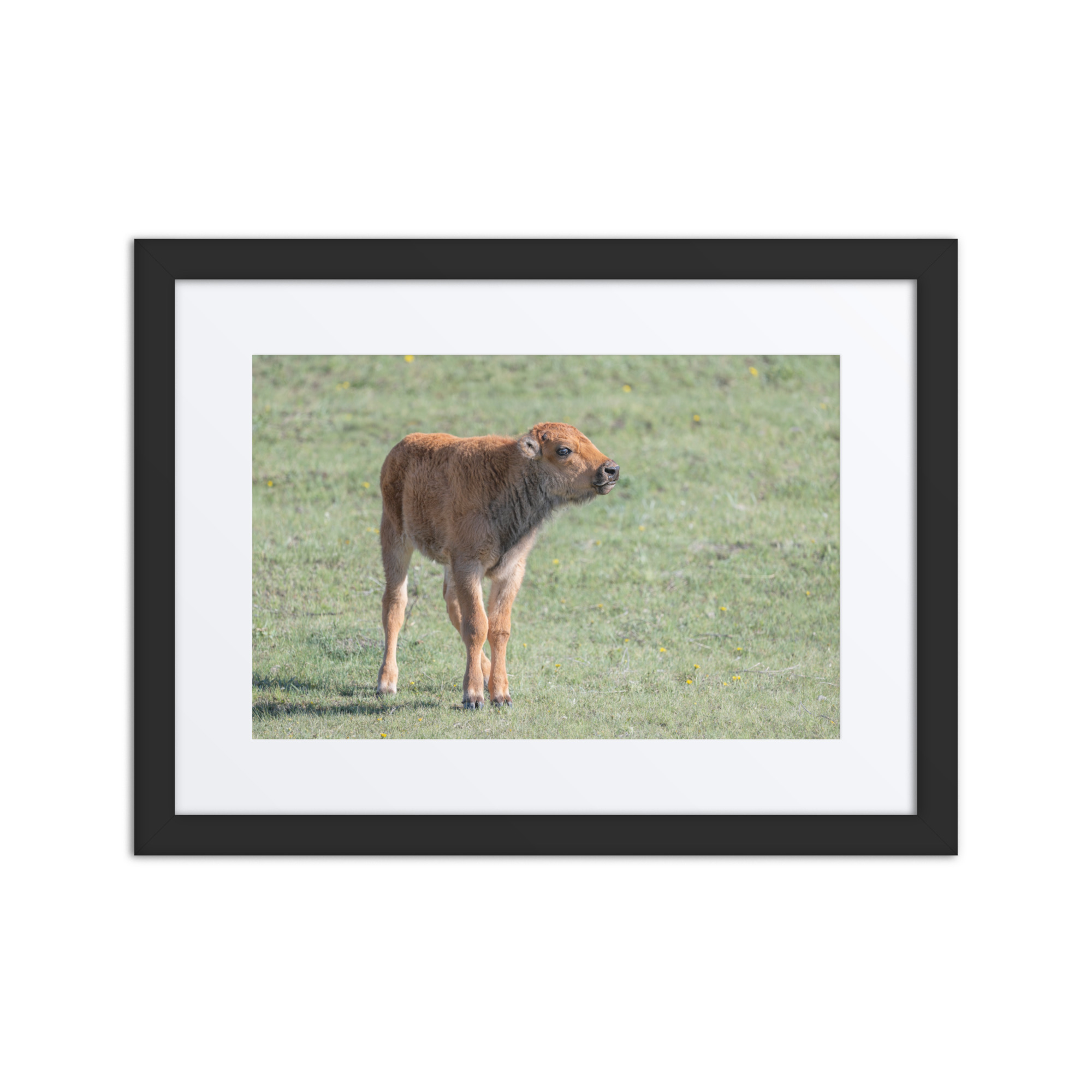 Baby Bison! Framed poster