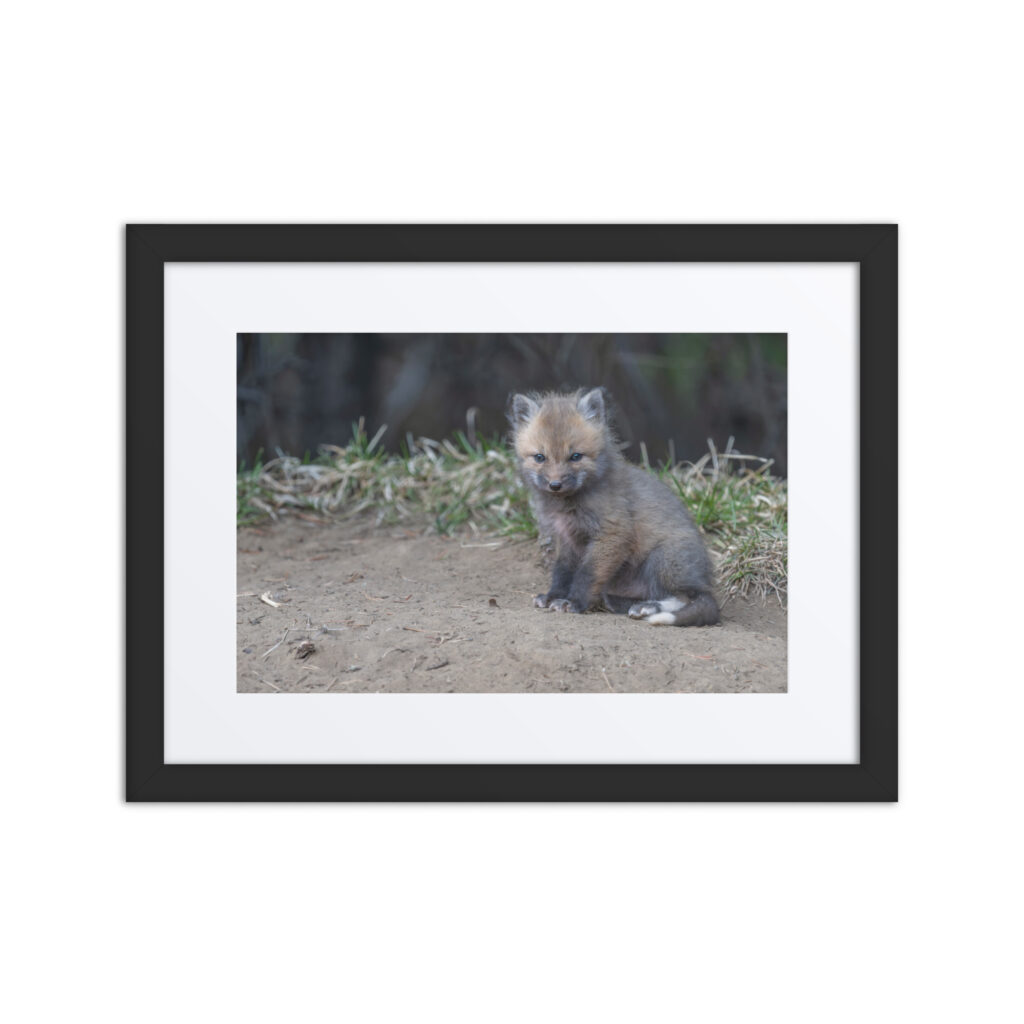 Baby Fox! Framed mat poster