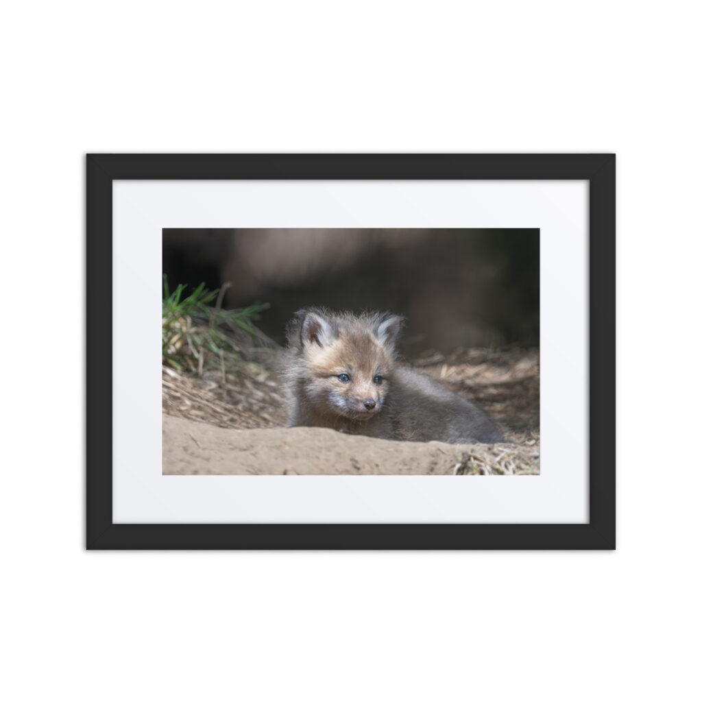 Baby Red fox waiting for Mom! Framed mat poster