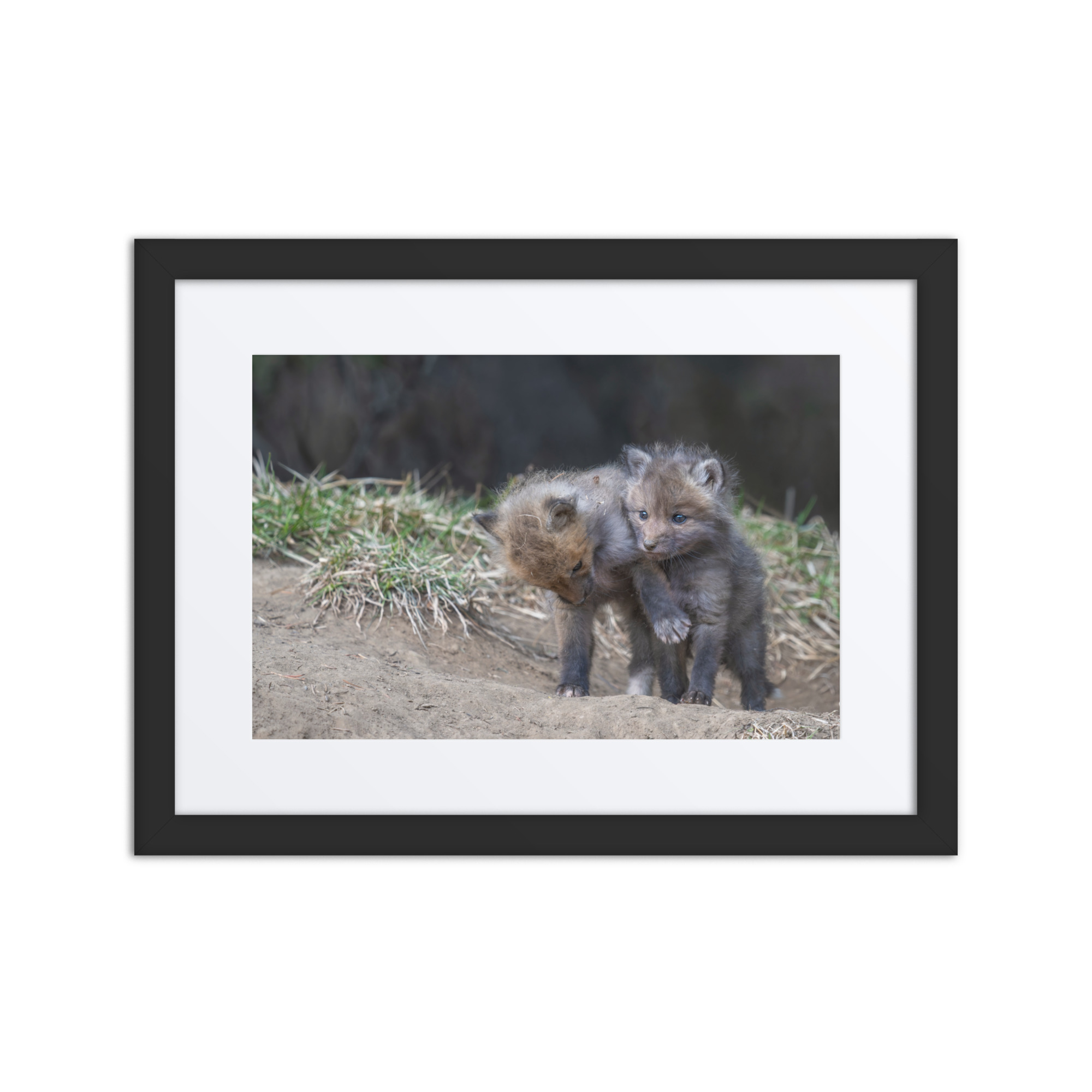 Brothers in Arms Red fox kits! Framed poster