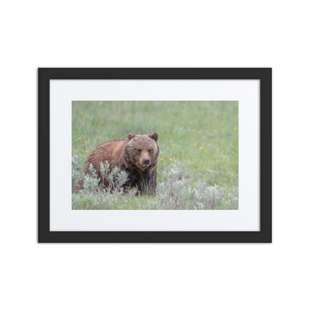 Hungry Grizzly in a Meadow! Framed mat poster