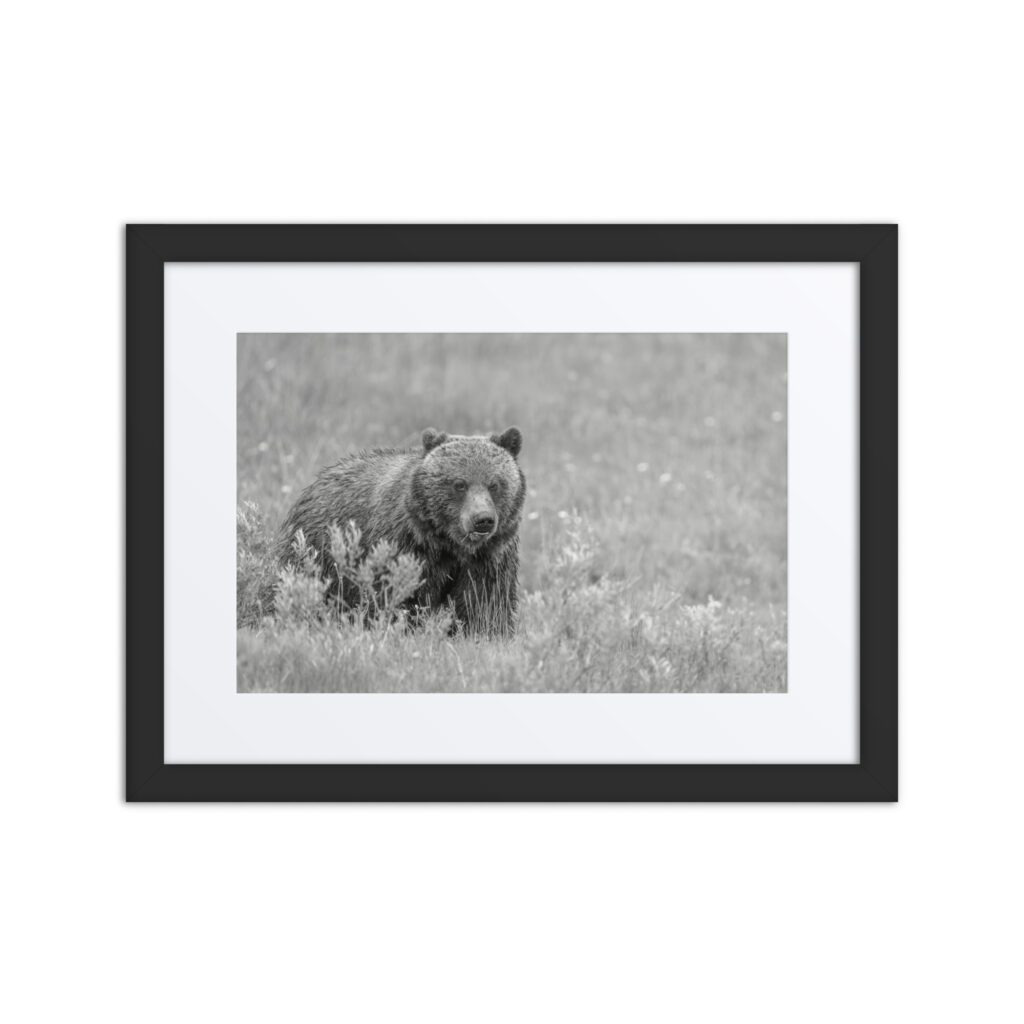 Hungry Grizzly in a Meadow! Monochrome Framed mat poster
