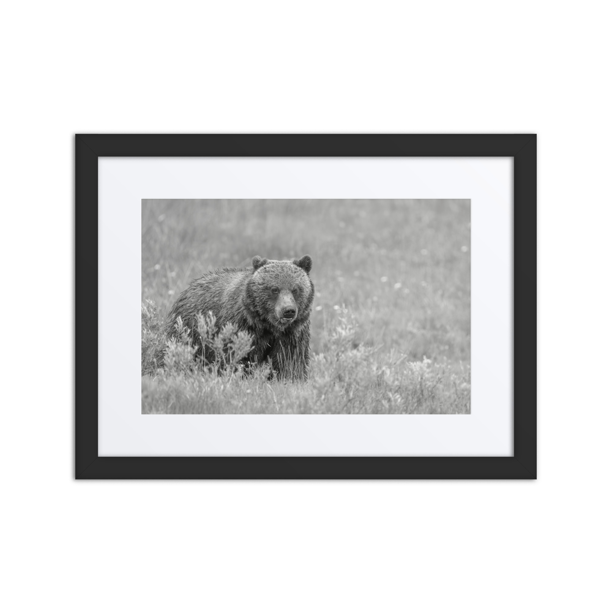 Hungry Grizzly in a Meadow! Monochrome Framed mat poster