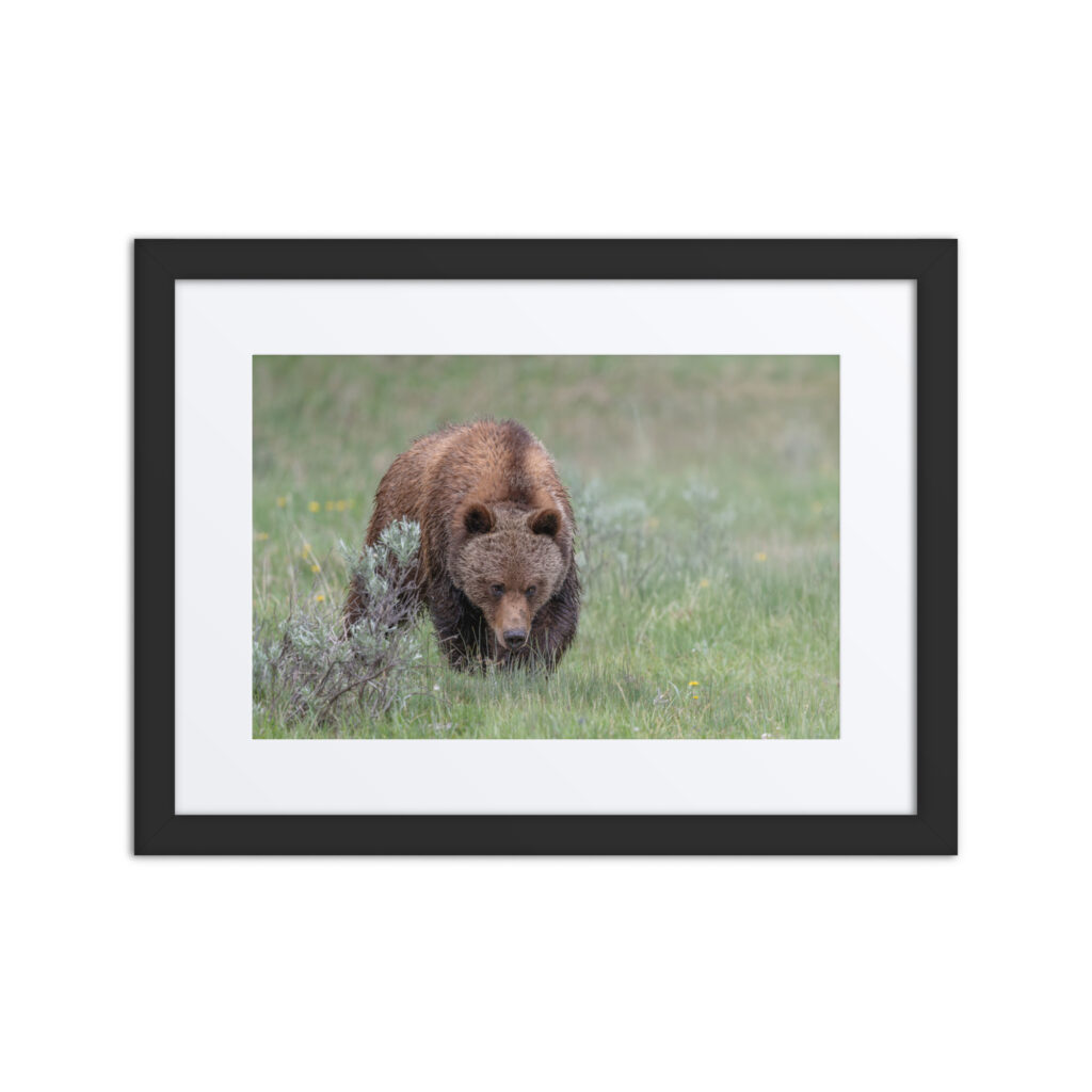 Grizzly Watching! Framed mat poster