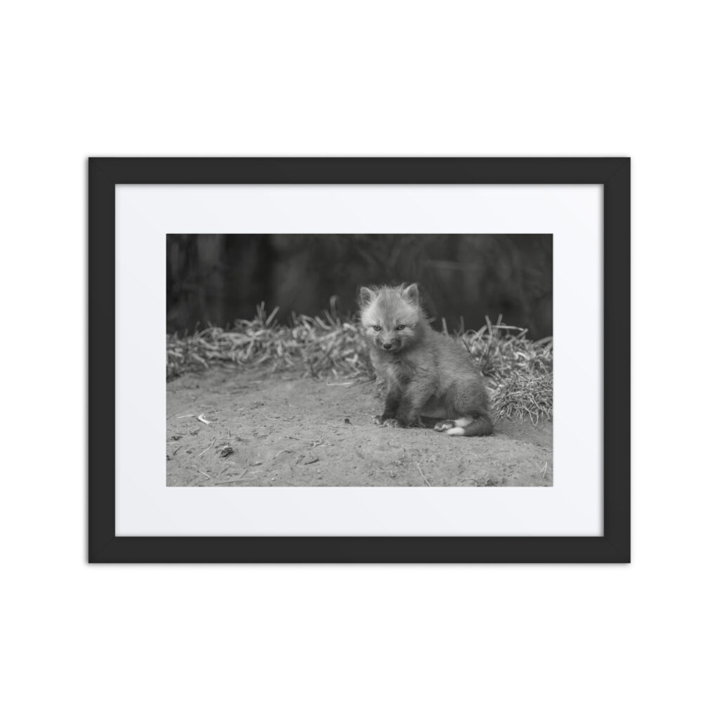 Sharp gaze baby red fox (Monochrome)! Framed mat poster