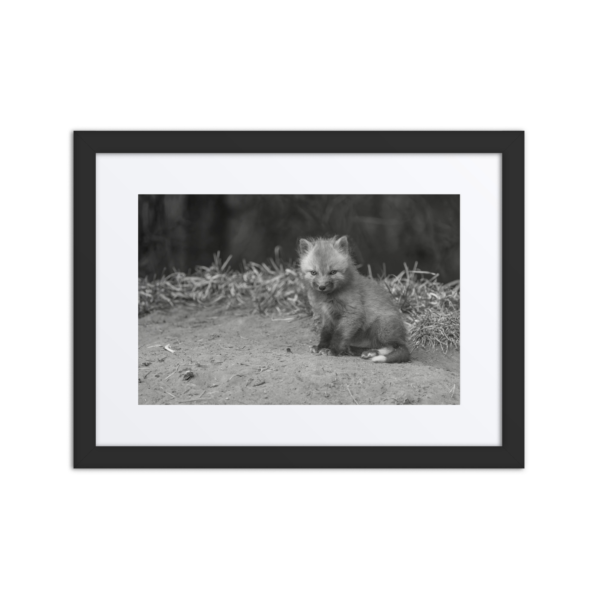 Sharp gaze baby red fox (Monochrome)! Framed mat poster