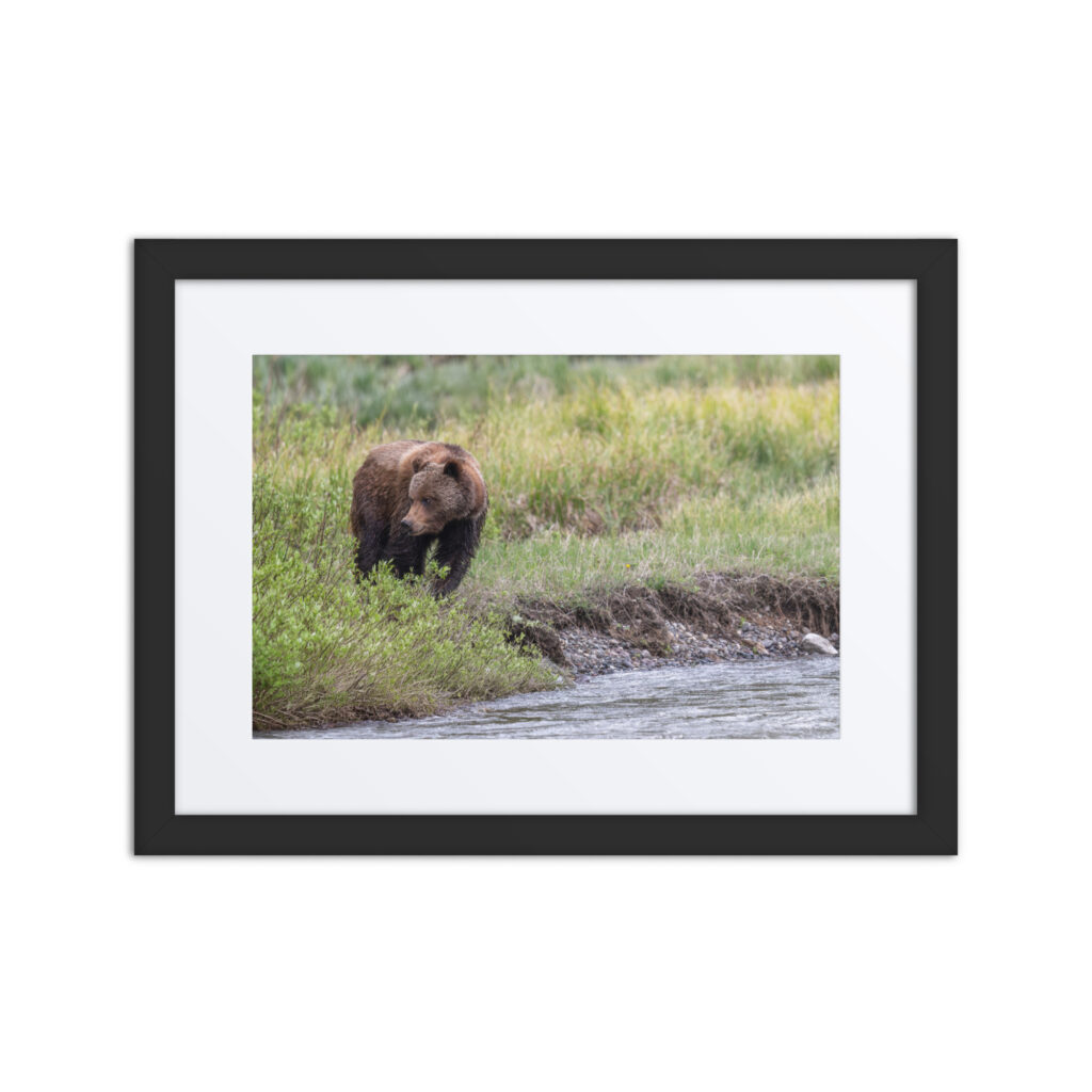 Grizzly getting read! Framed mat poster