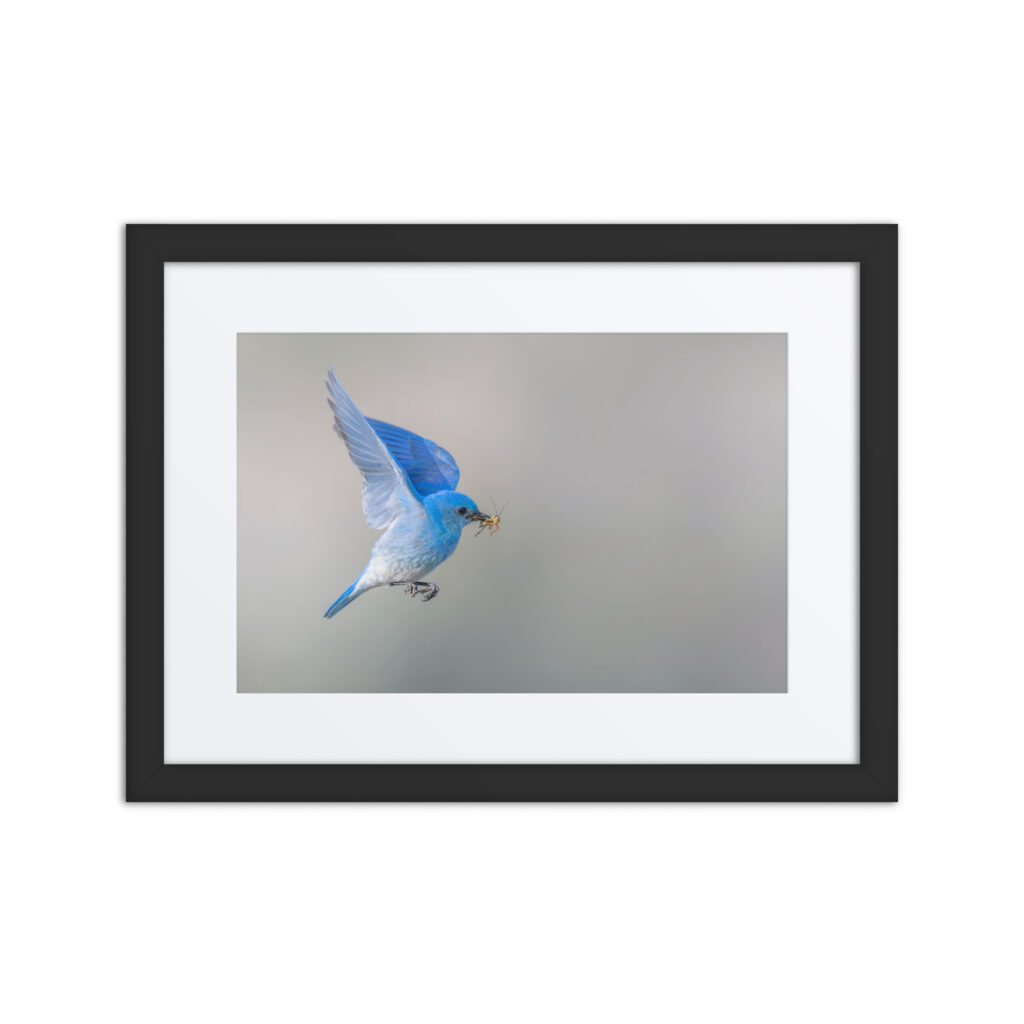 Mountain Bluebird with prey! Framed mat poster